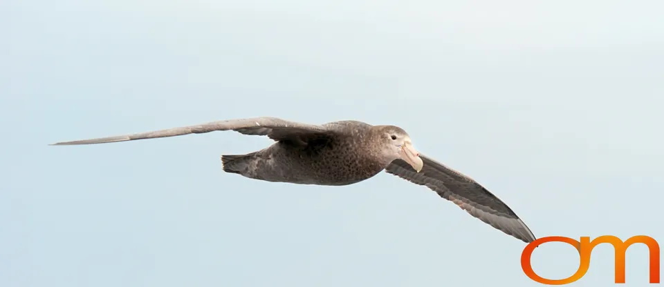Southern Giant Petrel