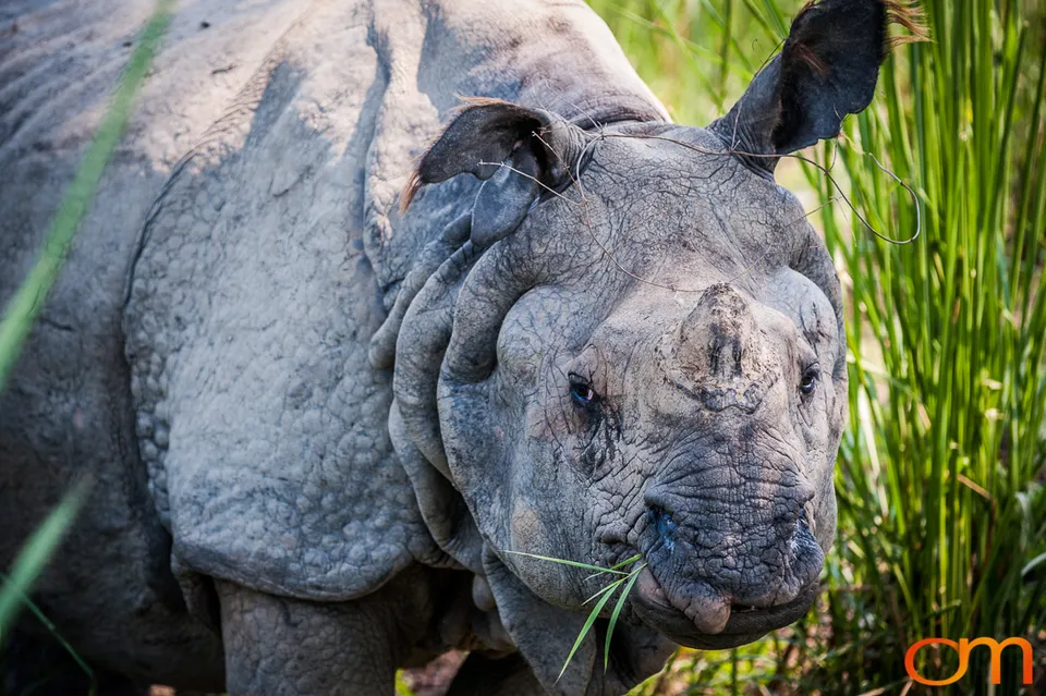Wildlife in Chitwan National Park