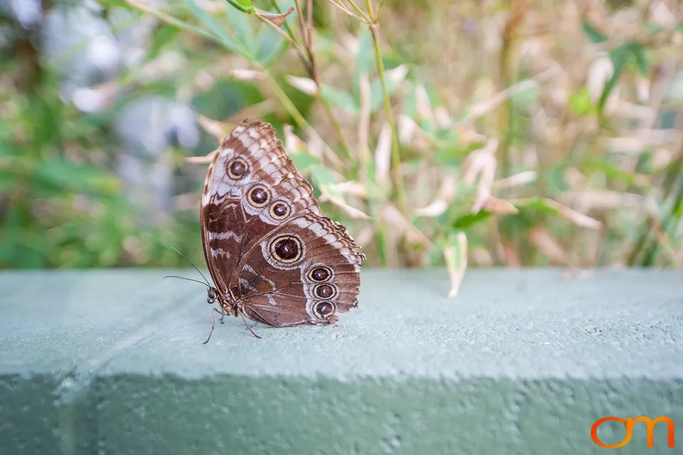 Butterflies and Moths at Butterfly Wonderland