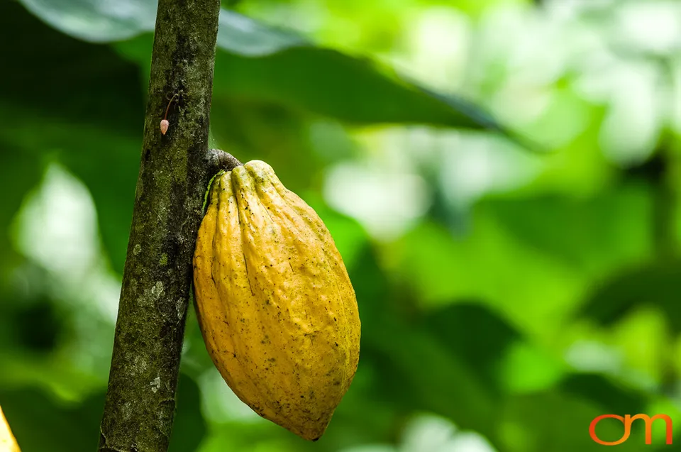 Ghana: Cocoa Plantations