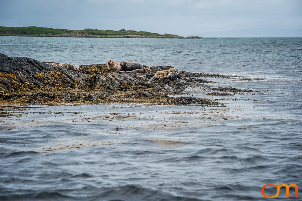 Great Islay Swim