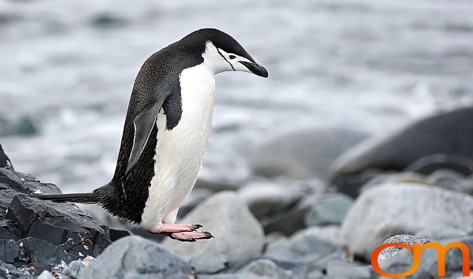 Chinstrap Penguins