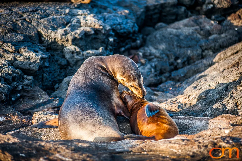 Galápagos Fur Seals