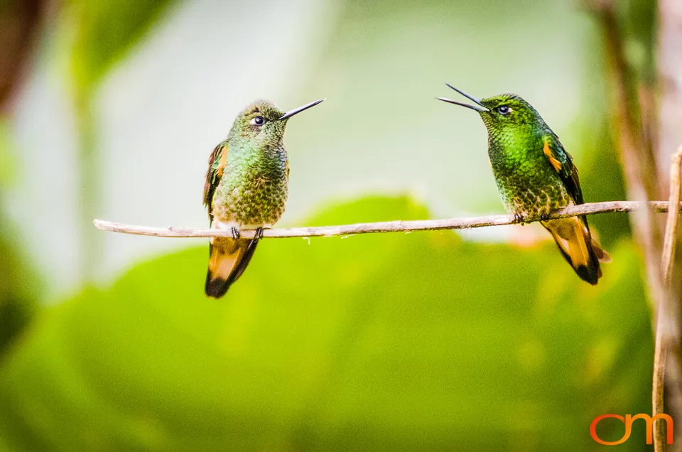 Buff-tailed Coronet