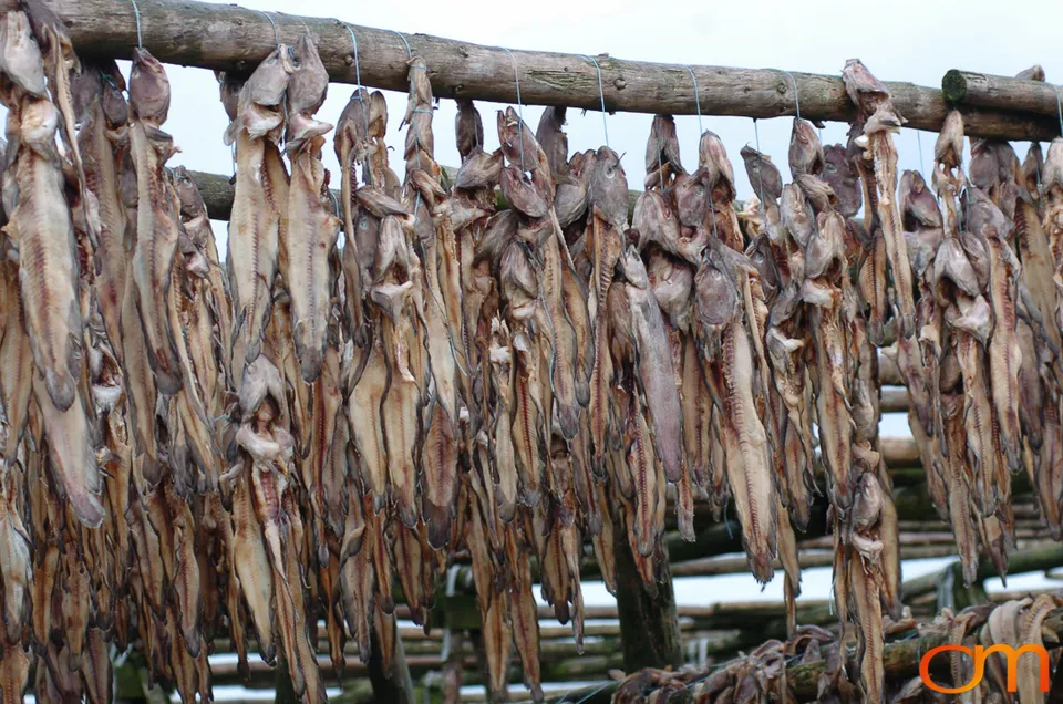 Outdoor Drying of Fish Heads in Iceland
