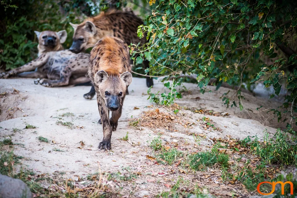 Hyenas: Okavango Delta