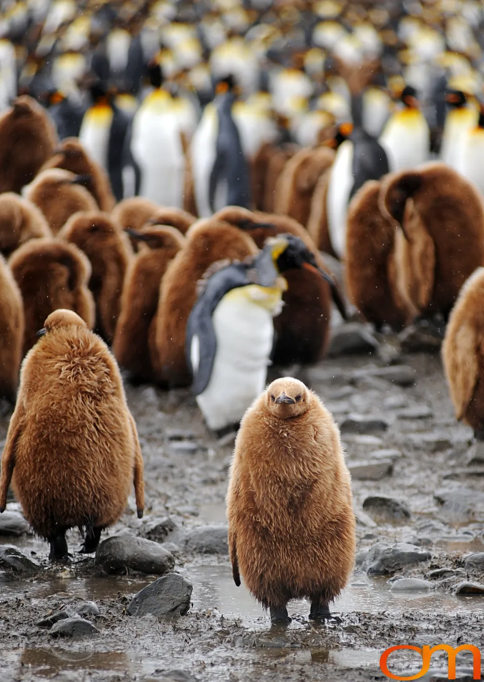 King Penguins