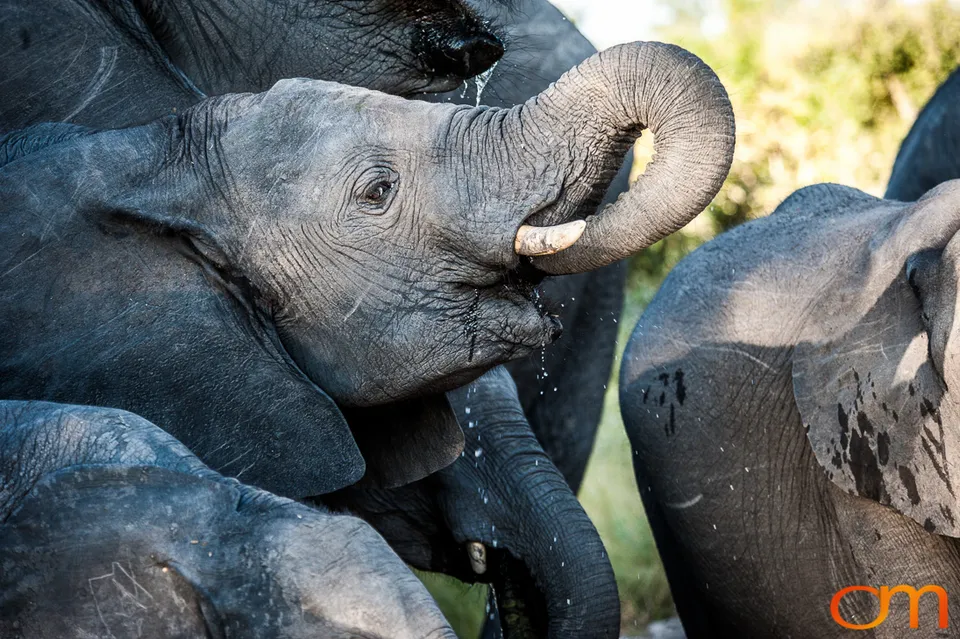 African Elephants: Okavango Delta