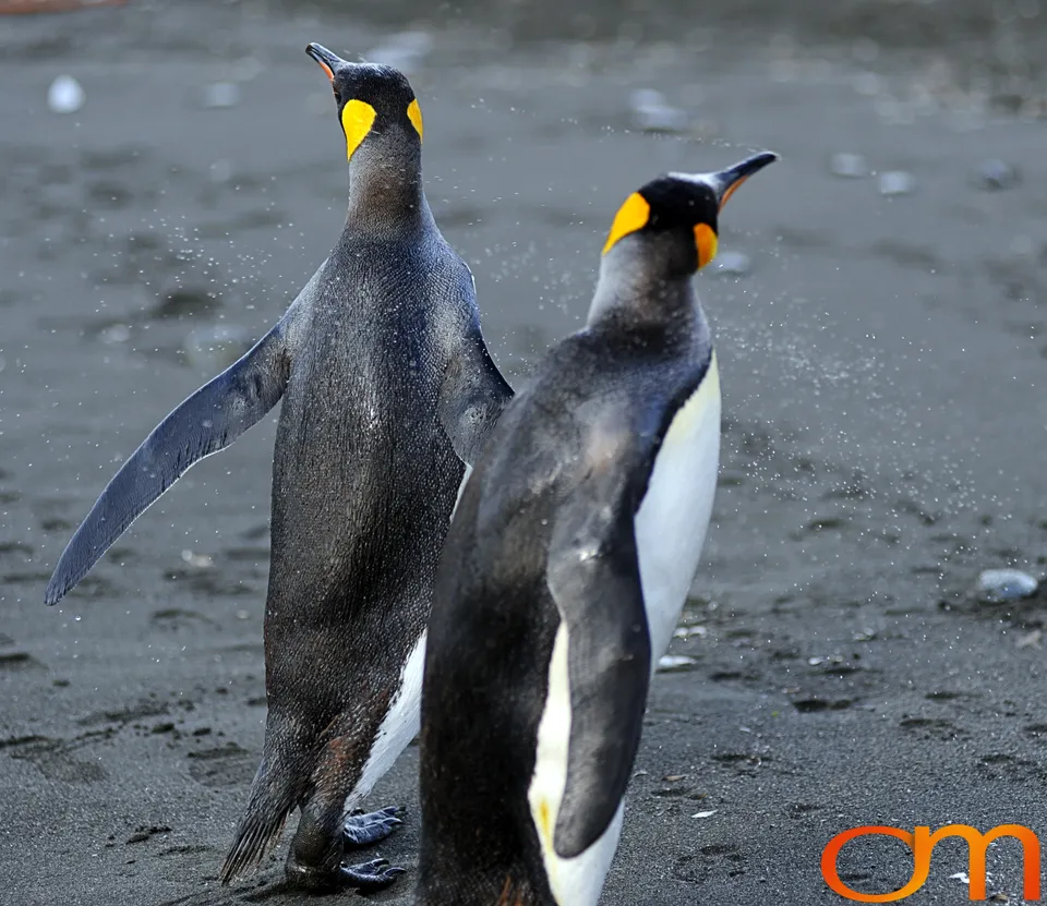 King Penguins