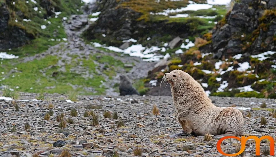 Antarctic Fur Seals