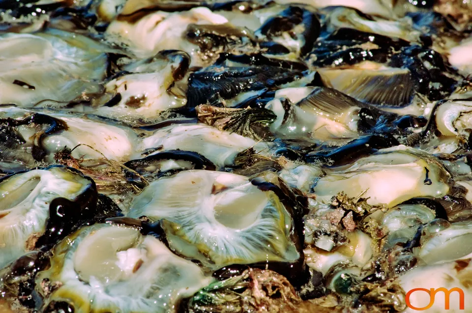 Cultivating Tahitian Pearls in French Polynesia