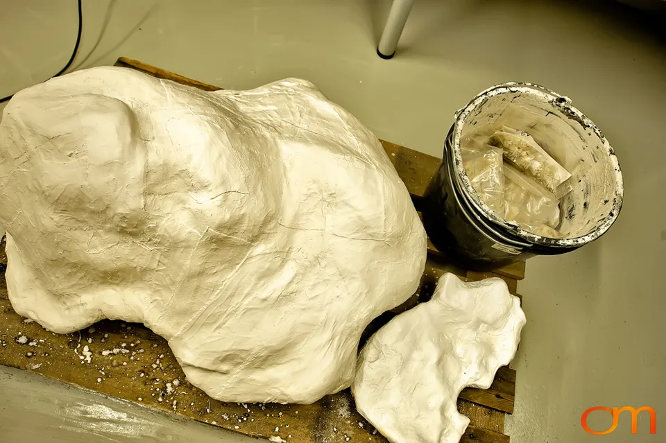 Pliocene Right Whale Fossil from Tjörnes, Iceland