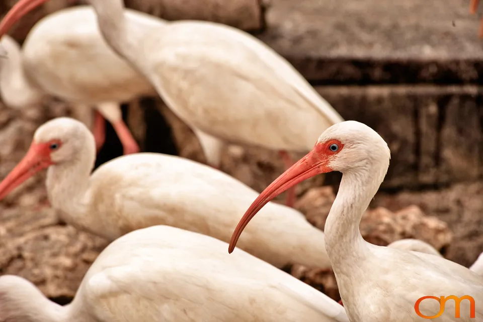 Florida Waterbirds: Brown Pelicans, White Ibises, and Egrets