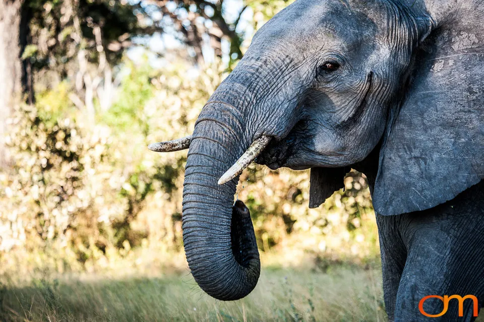 African Elephants: Okavango Delta