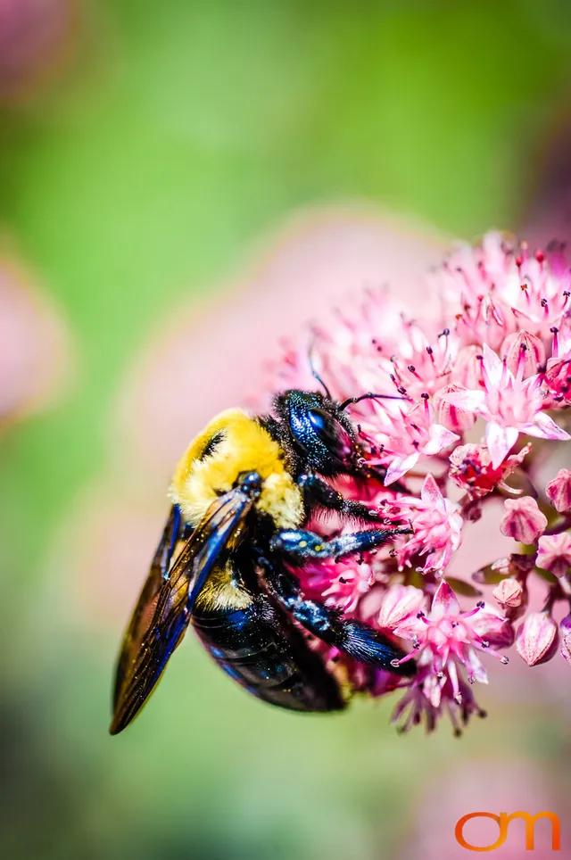 Bumblebees