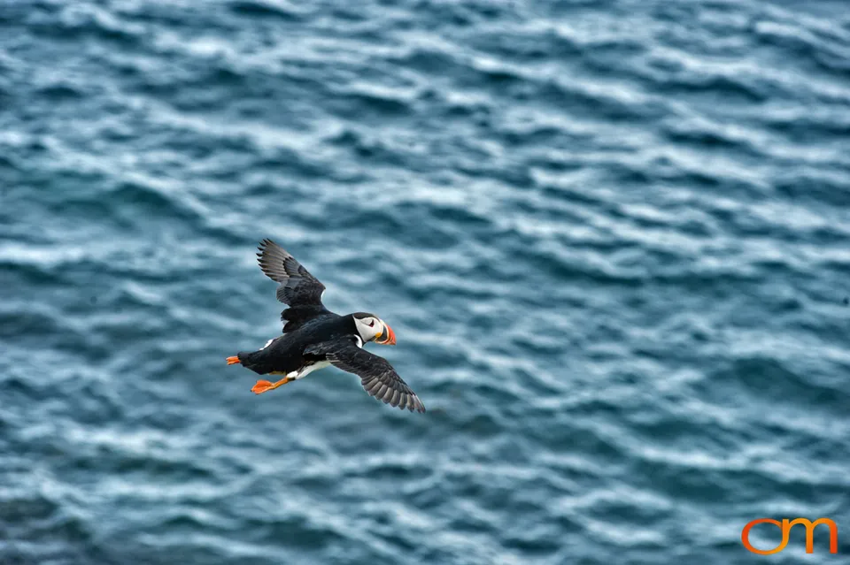 Atlantic Puffins at Látrabjarg