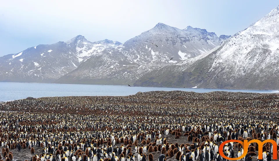King Penguins