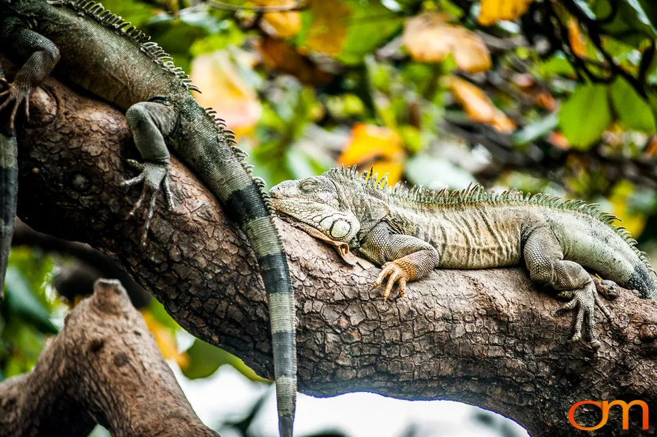 Green Iguana