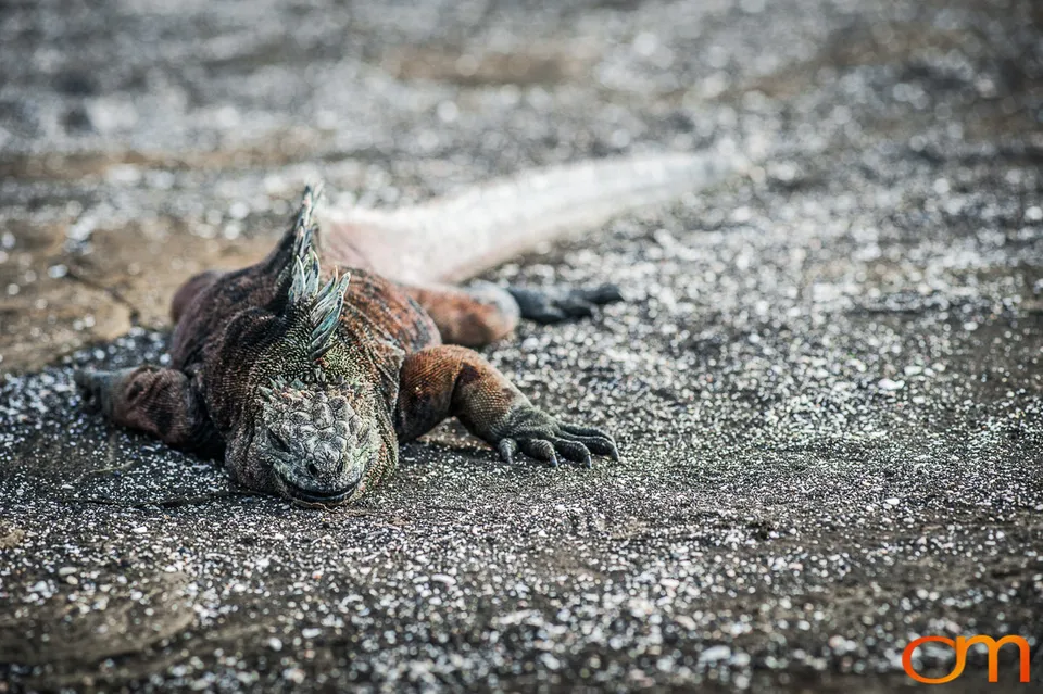 Galápagos Marine Iguana