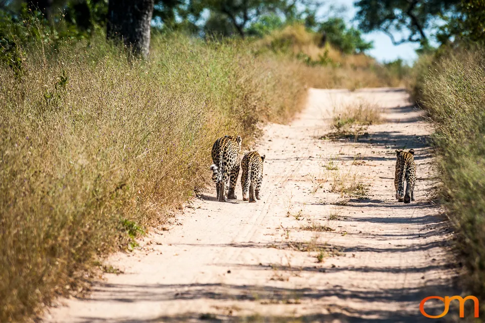 Sabi Sand Game Reserve