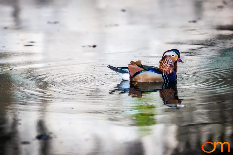 Mandarin Ducks in Sanssouci Park