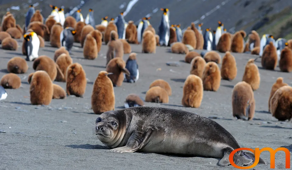 Southern Elephant Seals