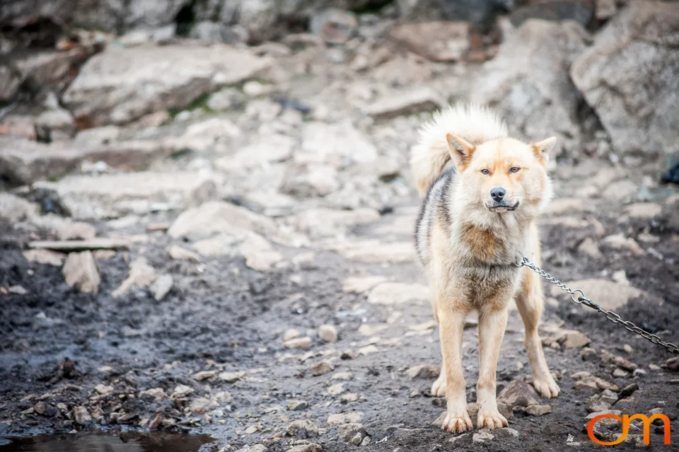 Qimmit: Greenland’s Working Sled Dogs