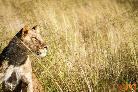Leopards and Lions: Okavango Delta