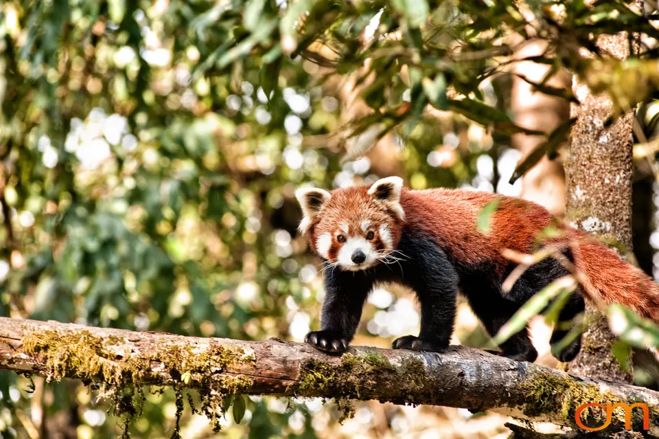 Darjeeling: Tea Landscapes and Himalayan Wildlife