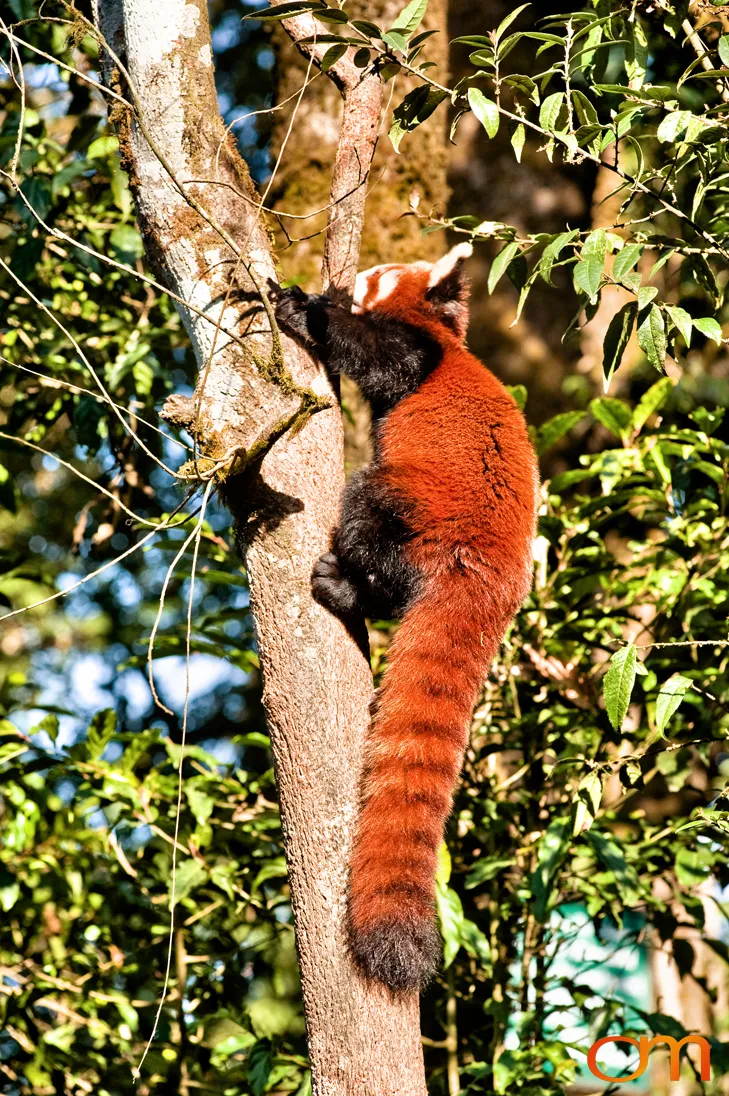 Darjeeling: Tea Landscapes and Himalayan Wildlife