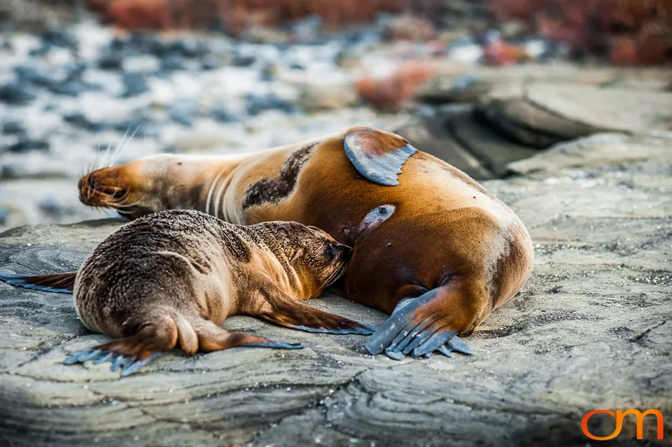Galápagos Fur Seals