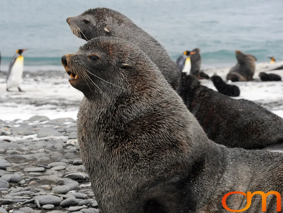 Antarctic Fur Seals