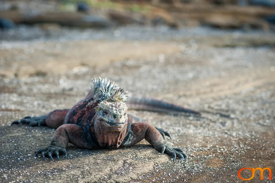 Galápagos Marine Iguana