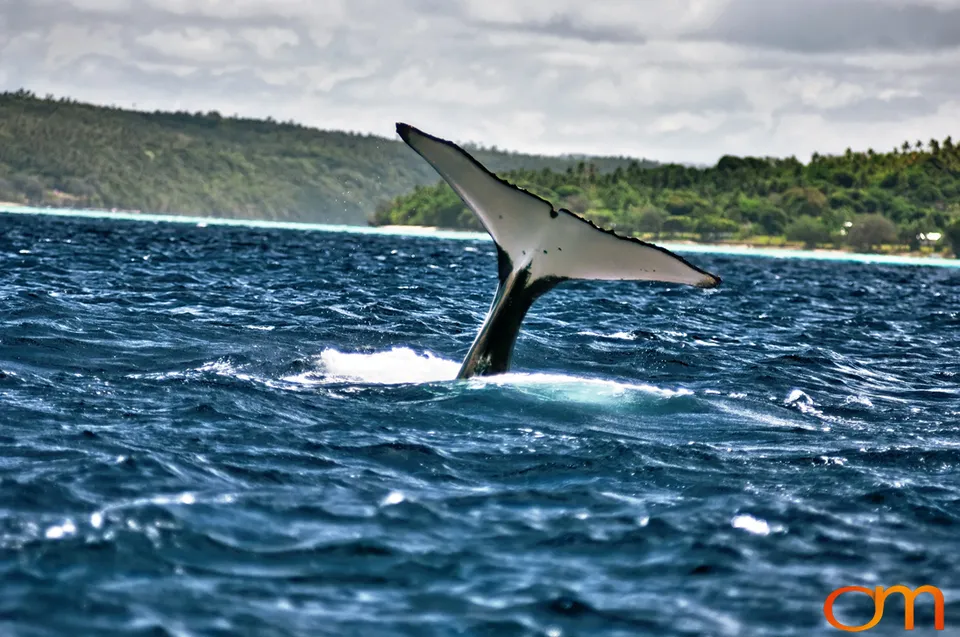 Humpback Whales of Tonga
