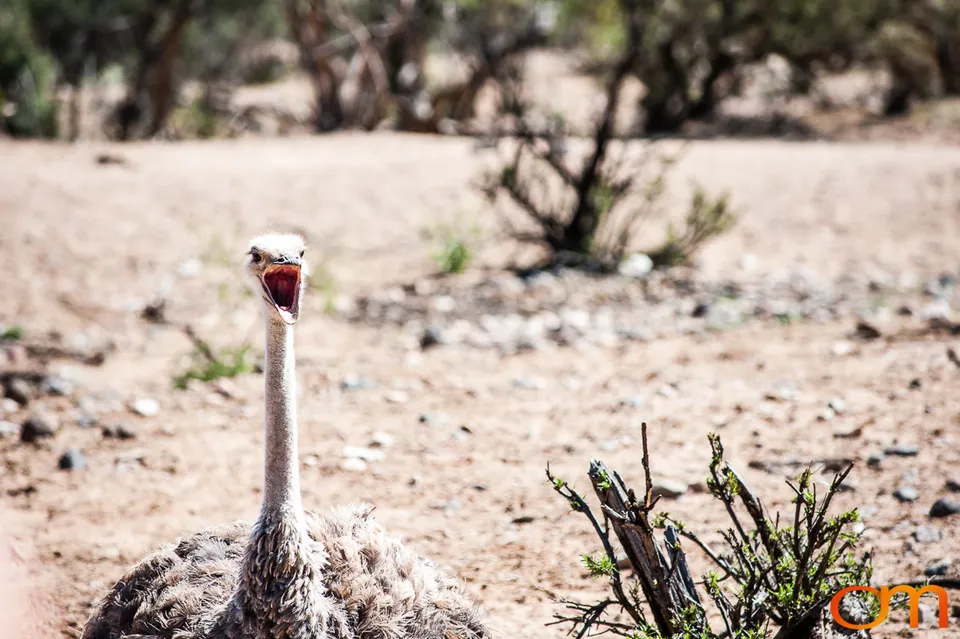 Out of Africa Wildlife Park & Sanctuary
