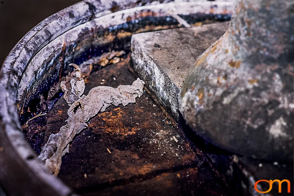 Perique Tobacco: Pressure Fermentation in Louisiana