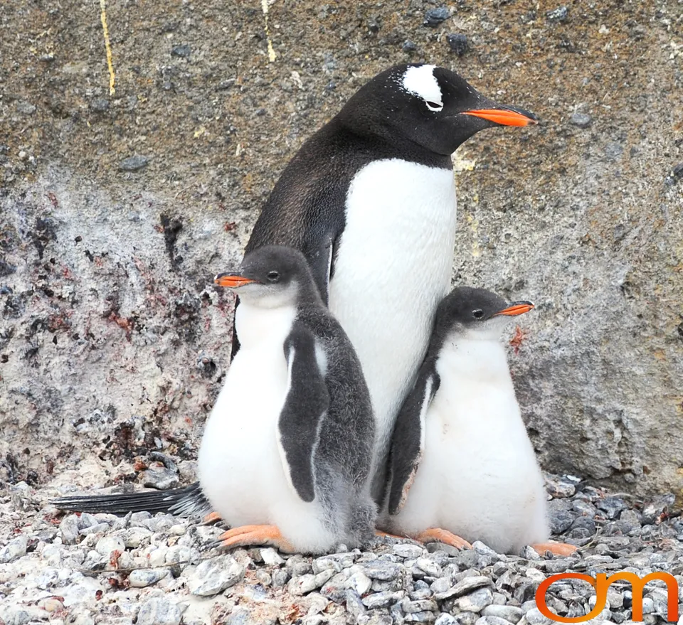 Gentoo Penguins