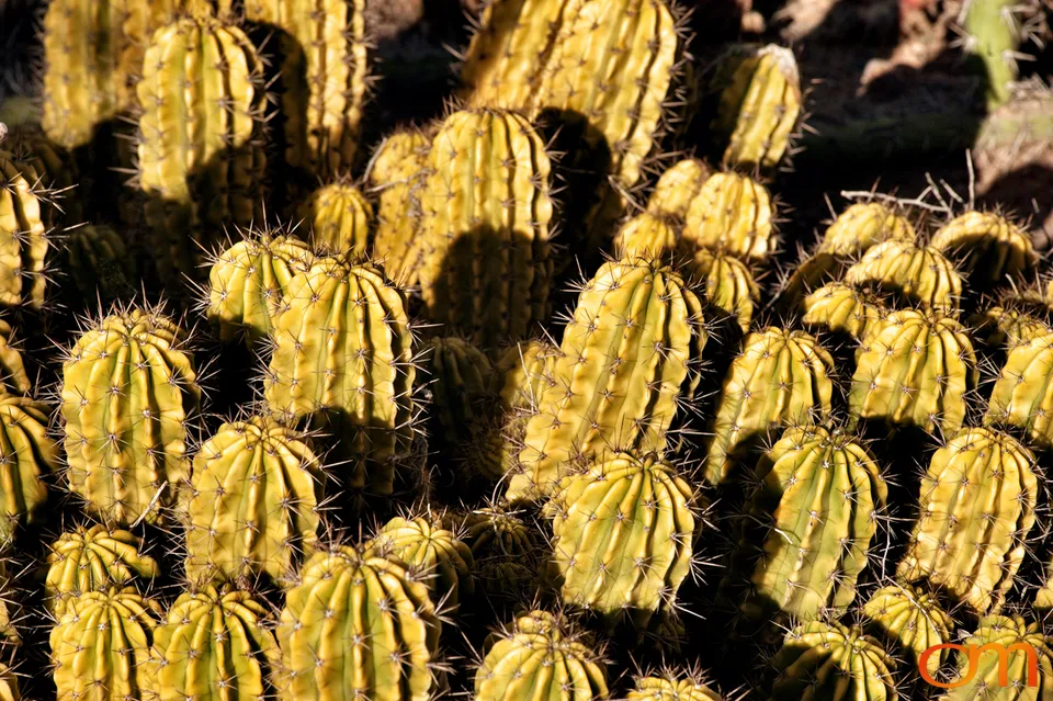 Desert Botanical Garden, Phoenix