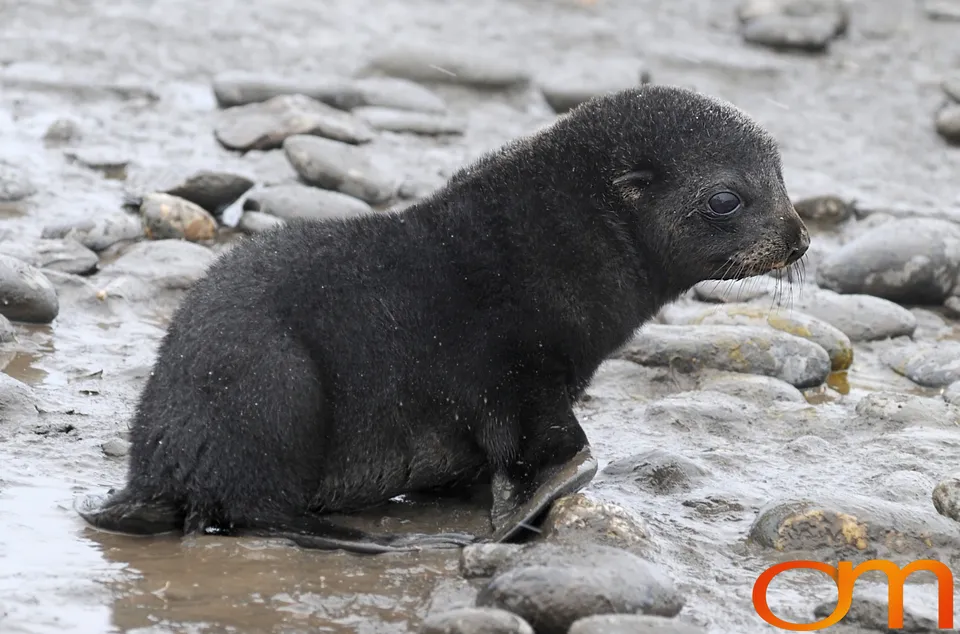Antarctic Fur Seals