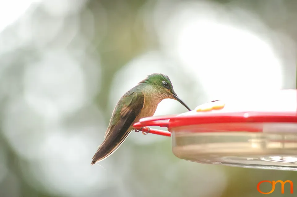 Buff-tailed Coronet