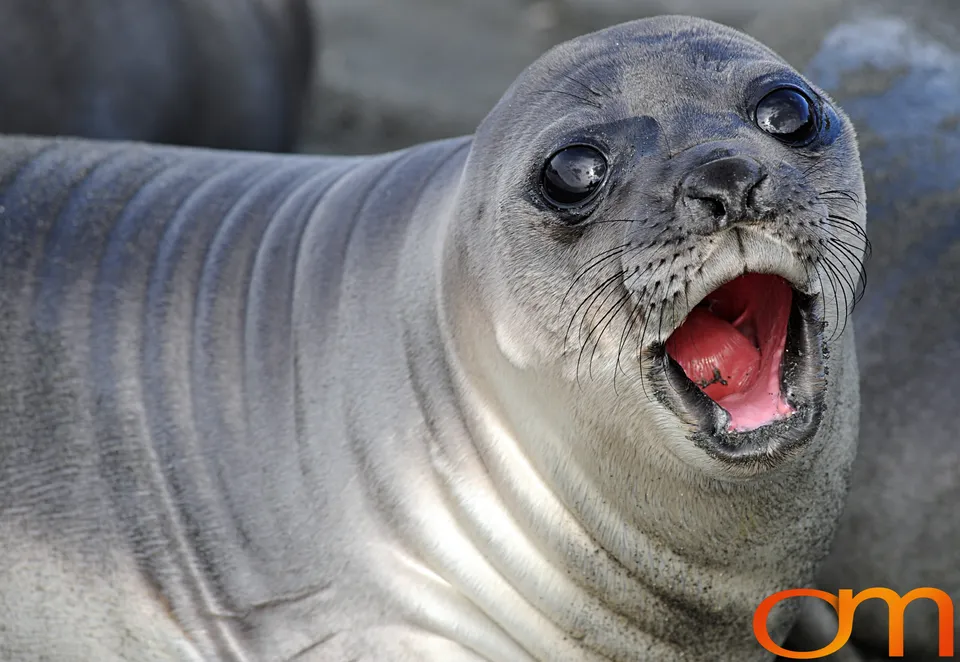 Southern elephant seal