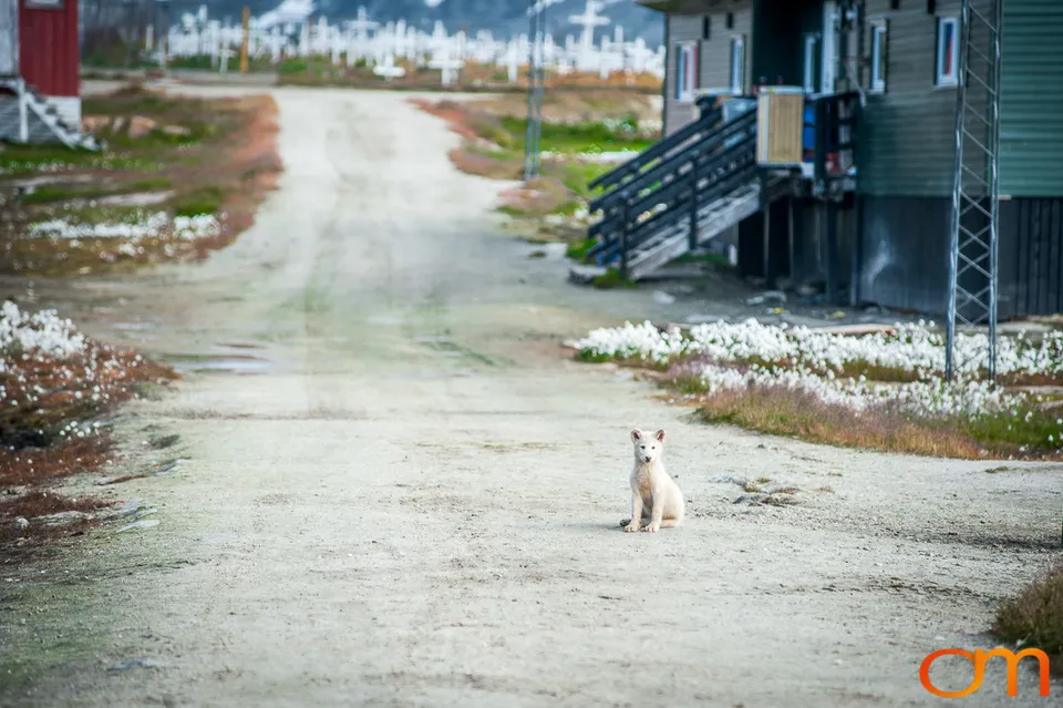 Qimmit: Greenland’s Working Sled Dogs