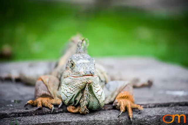 Green Iguana