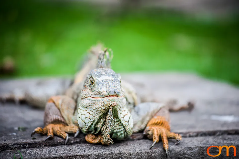 Green Iguana