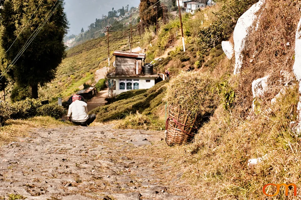 Darjeeling: Tea Landscapes and Himalayan Wildlife