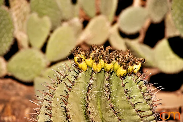 Desert Botanical Garden, Phoenix