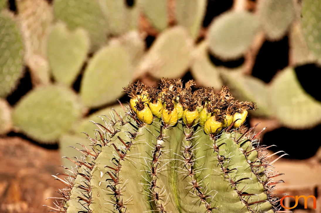 Desert Botanical Garden, Phoenix
