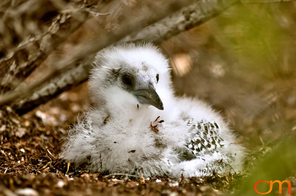 Red-tailed Tropicbirds of Aitutaki