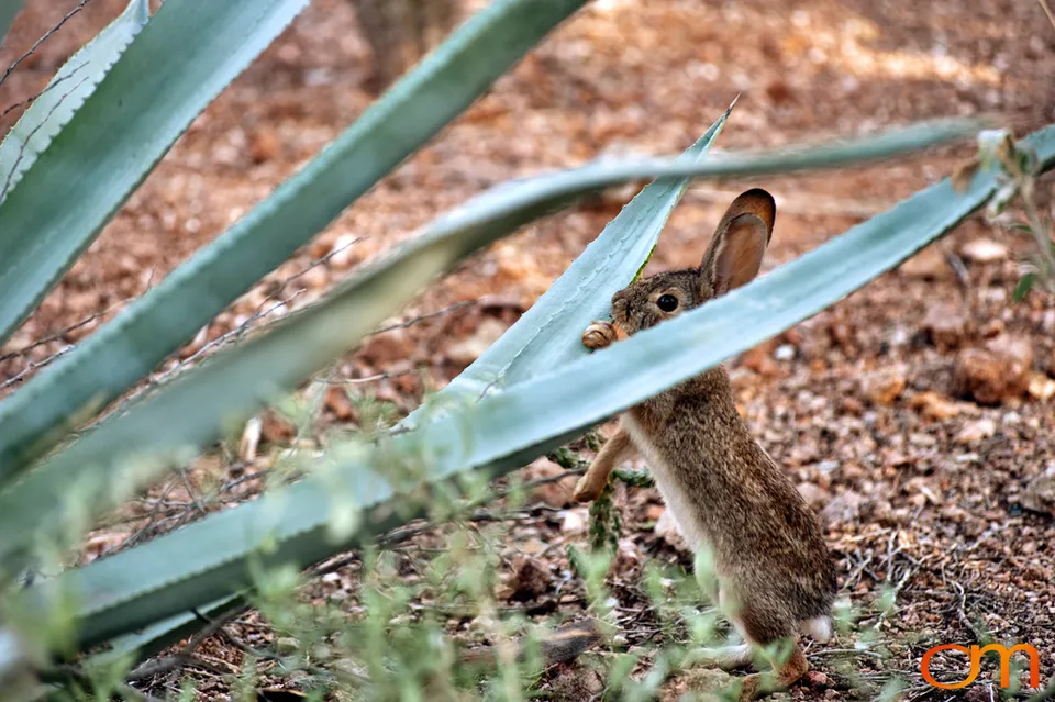 Desert Botanical Garden, Phoenix