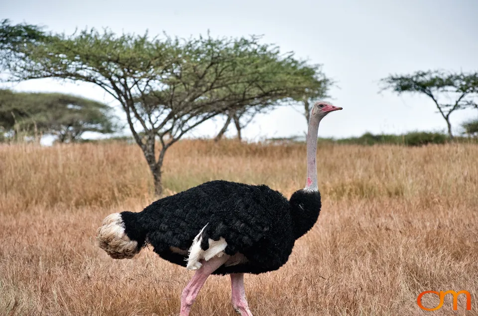 Abijatta-Shalla Lakes National Park